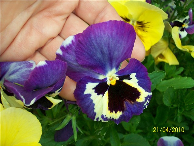 maćuhice - lat. Viola x wittrockiana (multiflora)